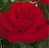Dame de Coeur Dame de Coeur