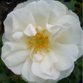 Opalia Opalia