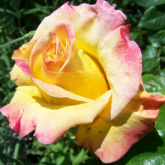 Mme A. Meilland