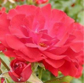 Rosy la Sevillana Rosy la Sevillana