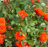 Orange Meillandina