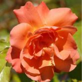 Westerland