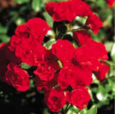 Scarlet Meillandecor