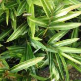 Sasa Veitchi Variegata