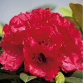 Tornado