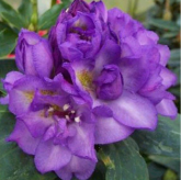 Fastuosum Flore Pleno