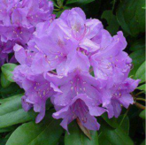 Catawbiense Grandiflorum