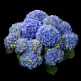 Early Blue