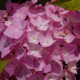 Cameroun Rose