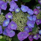 Blaumeisse