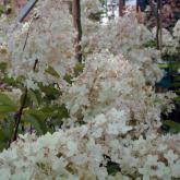 Grandiflora Grandiflora