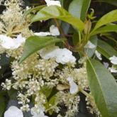 Hydrangea Serrati Folia
