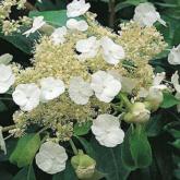 Hydrangea Seemanii