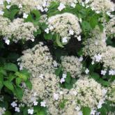 Hydrangea Petiolaris