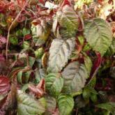 Grimpant Anoma Winter Surprise