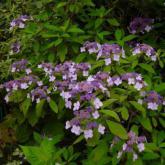 Aspera Villosa