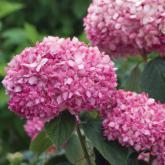 Arborescens Invicibelle