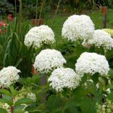 Arborescens Annabelle