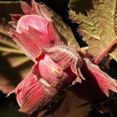 Maxima Purpurea Maxima Purpurea