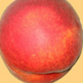 Michelini Michelini