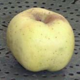 Bisquet