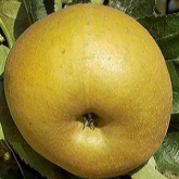 Reinette grise du Canada