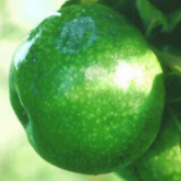 Granny Smith