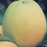 Golden Delicious