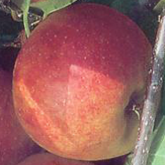 Cox's Orange Pippin