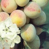 Mirabelle de Metz Mirabelle de Metz