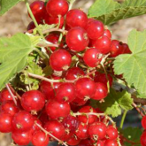 Versaillaise Rouge
