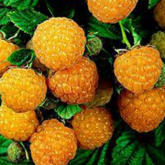 Fall Gold Fall Gold