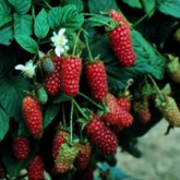 Tayberry Tayberry