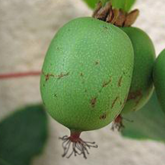 Kiwai Actinidia Arguta Kiwai Actinidia Arguta