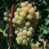 Perle de Csaba Perle de Csaba