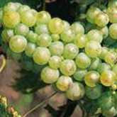 Chasselas doré de Fontainebleau Chasselas doré de Fontainebleau