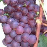 Chasselas Rose Chasselas Rose