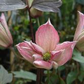 Rosebud