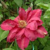 Red Star