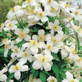 Montana Grandiflora