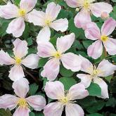 Montana Giant Star