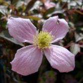 Montana Fragrant Spring
