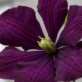 Etoile Violette