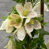 Cirrhosa Winter Parasol