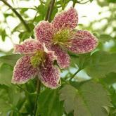 Cirrhosa Freeckles