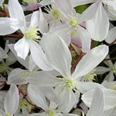 Armandii Apple Blossom