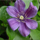Arabella Mauve