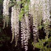 Floribunda longissima alba