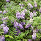 Frutescens amethyst falls