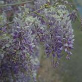 Sinensis bleu